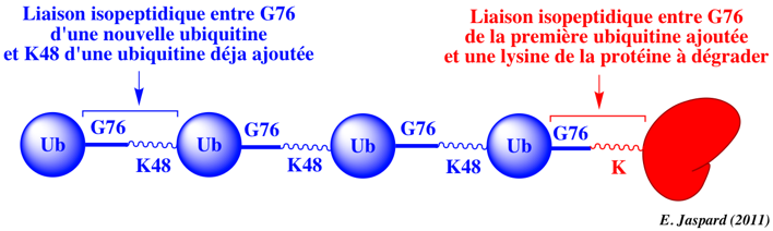ubiquitinylation ubiquitination lysine 48 glycine 76 Lys48 Gly76 proteasome biochimej