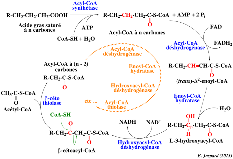 beta oxydation oxidation acide gras fatty acid Lynen helice helix acyl CoA coenzyme A acetyl biochimej