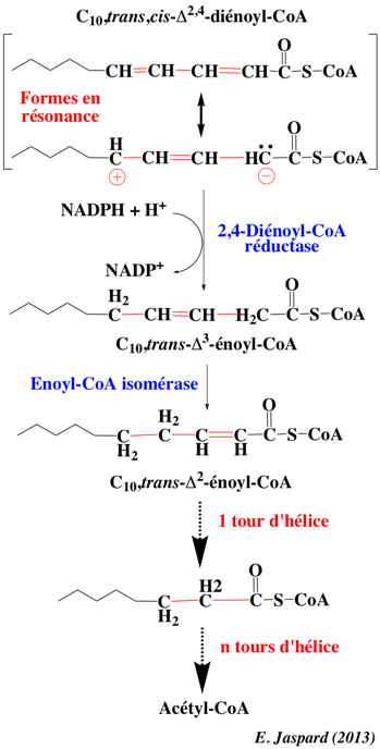 beta oxydation oxidation acide gras fatty acid Lynen helice helix acyl CoA coenzyme A insature biochimej