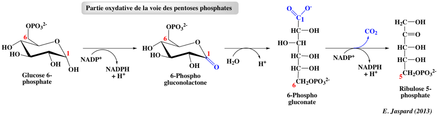 biochimej Voie pentoses phosphate pathway Warburg Dickens Horecker transcetolisation transaldolisation 6-phosphogluconate ribulose 5-phosphate