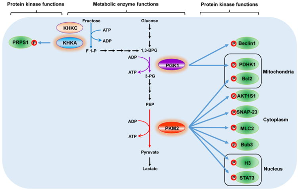 Moonlighting protein multiple fonction function enzyme biochimej