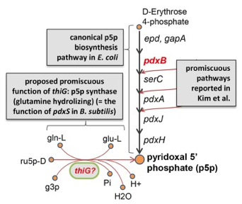 promiscuous enzyme promiscuity protein promiscuite enzymatique substrate various catalytic activity activite catalytique evolution dirige replacer gene modele metabolique echelle genome GEM biochimej