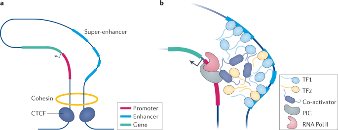 facteur transcription factor promoteur response element reponse activateur enhancer represseur operateur silencer insulator ADN DNA binding domain biochimej