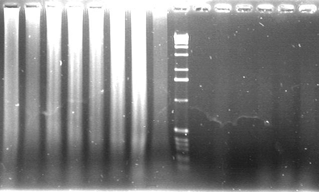 glutamate dehydrogenase vecteur clonage phage lambda gt11 extraction purification ARN totaux synthese premier second brin ADNc insert encapsidation recombinant transfection coli LE392 criblage titre banque sonde radioactive biochimej