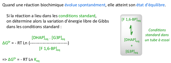 constante equilibre reversibilite irreversibilite ATP energie libre Gibbs free energy equilibrium constant biochimej
