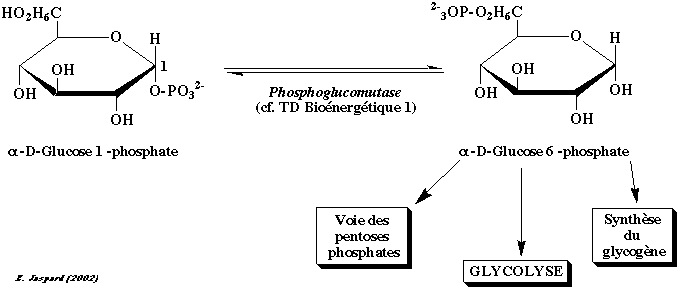 alpha beta isomere glucose amidon glycogene saccharose ose glucide biochimej
