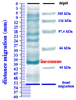 glycolyse glycolysis spectrophotometrie spectrophotometry dosage proteine bradford beer lambert law echange ion gel filtration electrophorese electrophoresis chromatographie chromatography respiration biochimej ADN