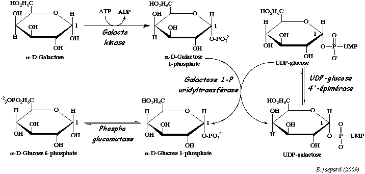 galactose phosphate uridyltransferase UDP-glucose glycolyse glycolysis bilan energetique coenzyme ATP saccharose fructose glucose galactose biochimej