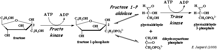 fructose phosphate glycolyse glycolysis bilan energetique coenzyme ATP saccharose fructose glucose galactose biochimej