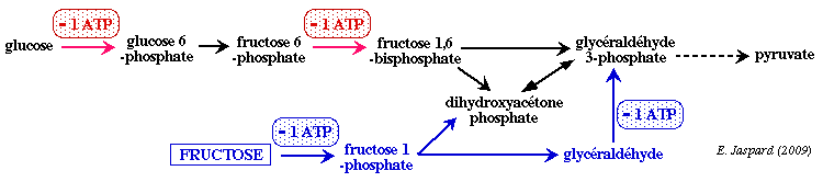 glycolyse glycolysis bilan energetique coenzyme ATP saccharose fructose glucose galactose biochimej