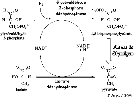 fermentation glycolyse glycolysis bilan anaerobiose anaerobie aerobie glycogene galactose fructose pyruvate acetylcoa COASH ATP NAD biochimej