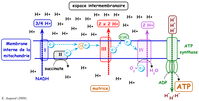 fonctionnement correct chaine respiratoire gradient proton force proton motrice biochimej