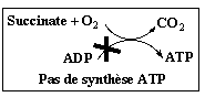 Oligomycine inhibition synthese ATP uncoupling