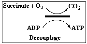 Oligomycine inhibition synthese ATP uncoupling