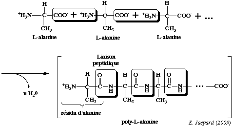 degradation alanine acide amine uree ammoniac ammoniaque azote biochimej