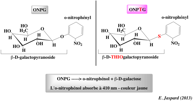 ONPG ONPTG orthonitrophenyl galactoside thiogalactoside inhibition non competitive incompetitive biochimej