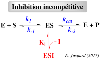 Enzymology kinetics parameter inhibition non competitive incompetitive kcat KM Vmax Vm catalytic center enzyme enzymologie Michaelis Menten Henri Lineweaver Burk biochimej