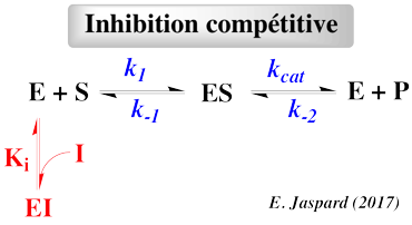 Enzymology kinetics parameter inhibition non competitive incompetitive kcat KM Vmax Vm catalytic center enzyme enzymologie Michaelis Menten Henri Lineweaver Burk biochimej