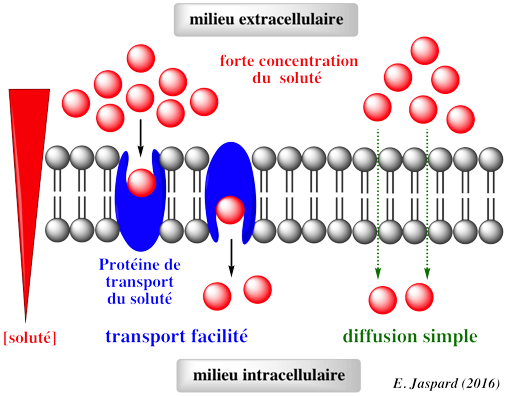 Transport membranaire membrane actif passif facilite diffusion simple facilite facilitated glucose permease pompe pump biochimej