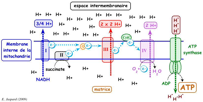 mitochondrie chaine respiratoire chain inhibition phosphorylation ATP synthase F0 F1 oligomycine membrane potential biochimej