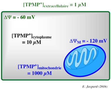 mitochondrie mitochondria transport membrane potentiel potential electrochimique chimique TPMP methyltriphenylphosphonium triphenylmethylphosphonium biochimej