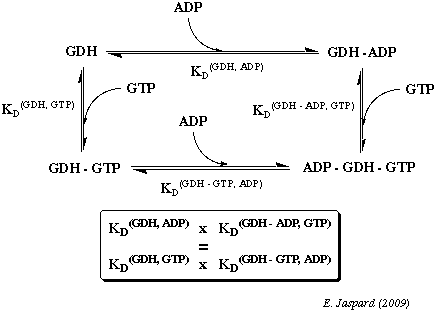 Schema carre de la fixation ADP GTP glutamate deshydrogenase biochimej