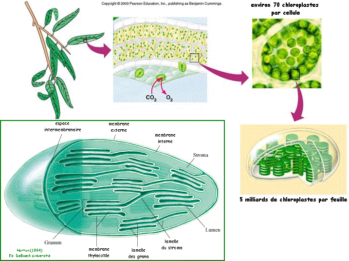 thylacoide grana stroma photosynthese cellule eucaryote eukaryote reticulum membrane noyau nucleus ribosome protein mitochondrie mitochondria chloroplaste lysosome peroxysosome appareil golgi cytosquelette lipide membrane phospholipide compartiment organite biochimej