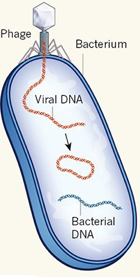 infection bacterie bacteria virus retrovirus reverse transcriptase inverse adn simple double brin single strand genome capside arn replication biochimej