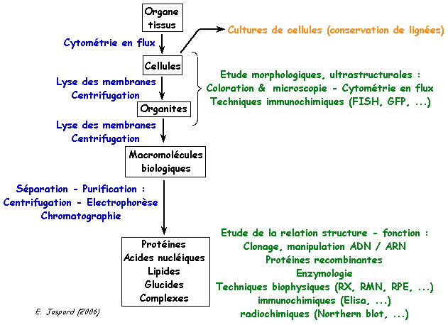 cellule tissus microscope adhesion observation purification analyse macromolecule biologique proteine ADN lipide ose cryofracture centrifugation technique immunochimique immunochimie fluorescence electrophorese chromatographie dichroisme circulaire cristallographie biochimej