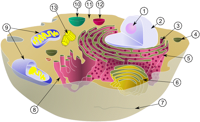 compartiment organite membrane recepteur receptor macromolecule eucaryote procaryote organite LDL amino acid nucleotide ADN ARN protein cell plant eukaryote prokaryote biochimej