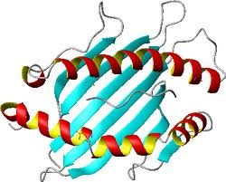 structure secondaire helice feuillet recepteur receptor macromolecule eucaryote procaryote organite LDL amino acid nucleotide ADN ARN protein cell plant eukaryote prokaryote biochimej