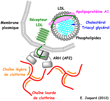 apolipoprotein cholesterol LDL HDL biochimej