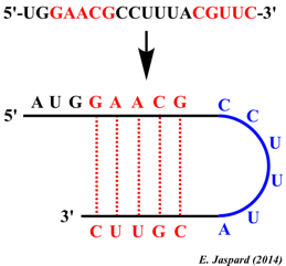 ADN DNA brin complementaire codant transcrit ARN messager ARNm helix transcription brin monocatenaire bicatenaire phosphodiester biochimej polymerase uracile thymine base boucle