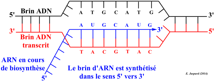 polymerase uracile thymine base boucle ADN DNA brin complementaire codant transcrit ARN messager ARNm helix transcription brin monocatenaire bicatenaire phosphodiester biochimej
