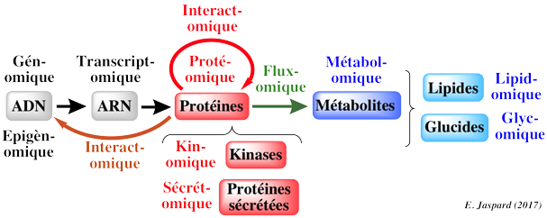 domaine omique metabolomics genome-scale metabolic network reconstruction modelling GENRE stoichiometric matrix matrice stoechiometrie reaction rate flux balance biochimej