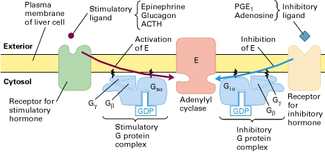 Regulation metabolisme metabolomique metabolomics RCPG G-protein coupled receptor metabolic pathway signalisation sous unites alpha beta gamma biochimej