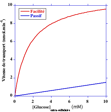 transport membrane glucose GLUT passif facilite biochimej