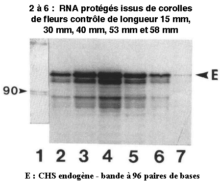 petunia RNA interferent siRNA miRNA biochimej