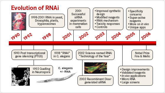 chronologie RNA interferent siRNA miRNA biochimej