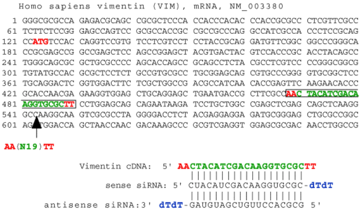 Vimentine RNA interferent siRNA miRNA biochimej