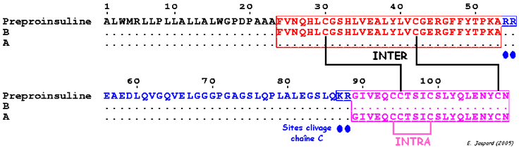 Sequence preproinsuline Insulin disulphide bridge bond cystine cysteine dithiothreitol glutathion proteine isomerase PDI Ero1p biochimej