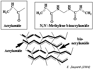 polyacrylamide sodium dodecyl sulfate polyacrylamide gel electrophoresis SDS-PAGE biochimej