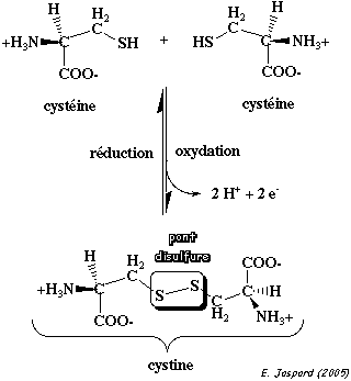 oxydoreduction pont disulfure peptide disulfide bridge cysteine peptide biochimej