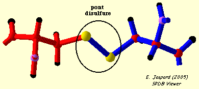 Pont disulfure peptide disulfide bridge cysteine peptide biochimej