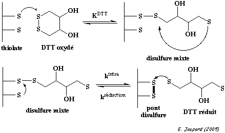 Pont disulfure peptide disulfide bridge cysteine reduction dithiothreitol biochimej