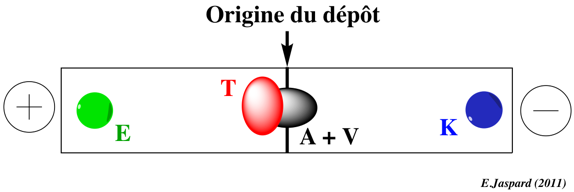 ninhydrine amino acid isoelectric point separation migration electrophoresis biochimej