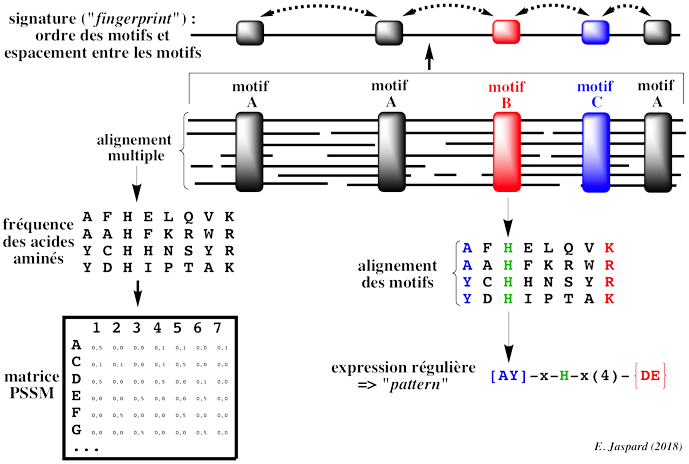 protein structure prediction macromolecule bioinformatique bioinformatics domain fold famille superfamille sequence motif modelisation pattern signature alignement alignment regular expression amino acid amine HMM hidden markov model biochimej