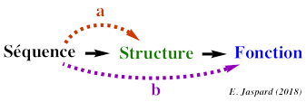 protein structure fonction function prediction macromolecule bioinformatique bioinformatics intrinsically disordered desordonne repliement fold folding motif profil signature alignement sequence amino acid amine biochimej