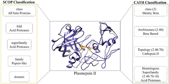 SCOP CATH domain fold famille superfamille profile signature pattern protein structure prediction macromolecule bioinformatique bioinformatics sequence motif modelisation amino acid amine biochimej