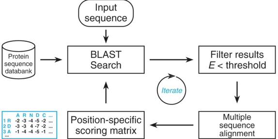 protein structure prediction macromolecule bioinformatique bioinformatics iteration sequence motif signature profile PSIBLAST BLAST PSSM matrice score alignement alignment biochimej